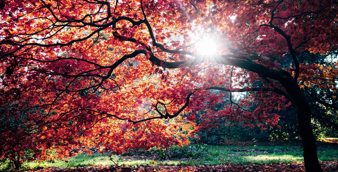 red tree with sunlight